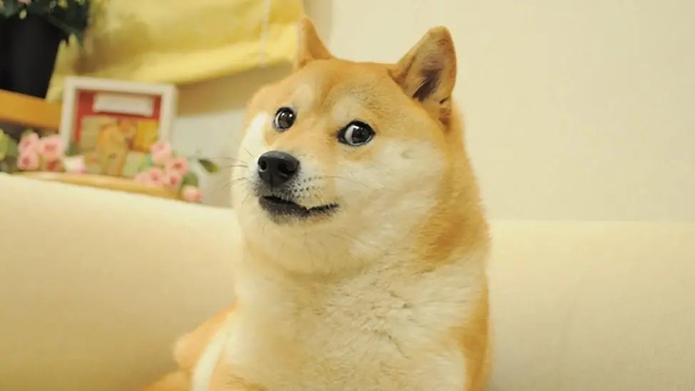 Is It Late 2020 All Over Again for DOGE?